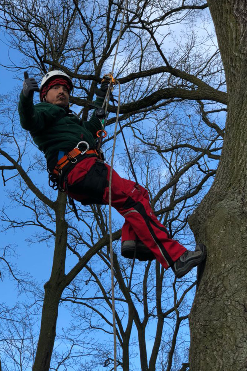 Mann beim Klettern auf Baum: Spezialeinsatz der Firma WARDAWAS Berlin / Brandenburg