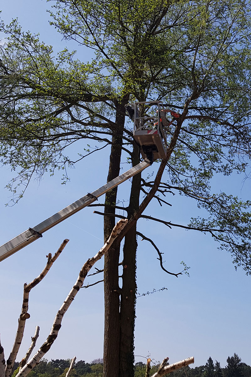 Mann beim Klettern auf Baum: Spezialeinsatz der Firma WARDAWAS Berlin / Brandenburg