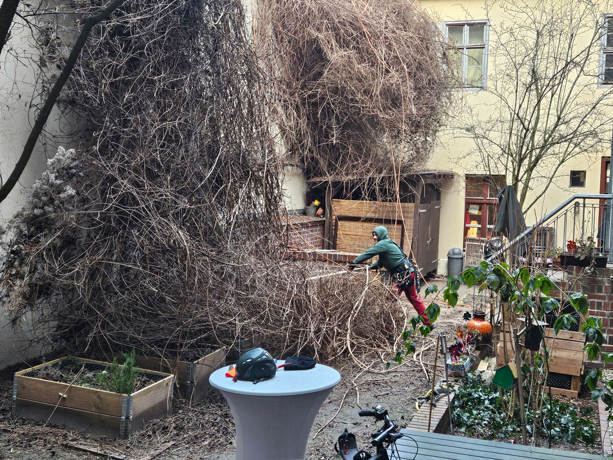 Grünbeschnitt im Innenhof